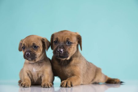 Foto de Dos perritos, cachorro, concepto de animales - Imagen libre de derechos