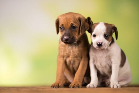 Téléchargez les photos : Deux petits chiens, chiot, concept d'animaux - en image libre de droit