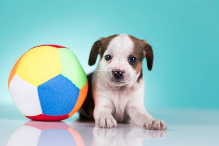 Photo for Puppy dog is playing with a ball - Royalty Free Image