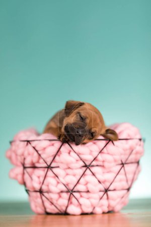 Foto de Hermoso perro cachorro feliz una cesta de metal - Imagen libre de derechos
