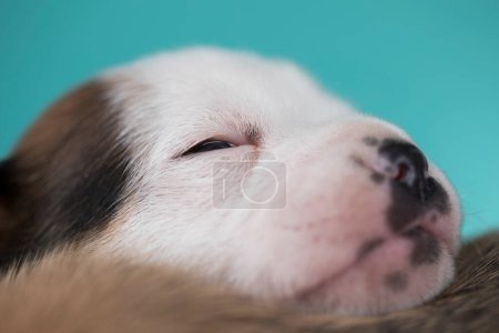 Téléchargez les photos : Petit chien dort sur une couverture - en image libre de droit