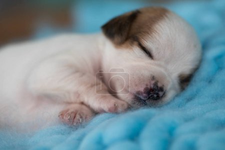 Photo for Little cute puppies are sleeping on a blanket - Royalty Free Image