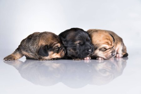 Photo for A small dogs, sleep on a white background - Royalty Free Image