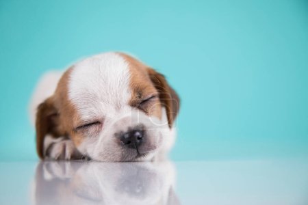 Foto de Pequeño perro feliz están durmiendo - Imagen libre de derechos