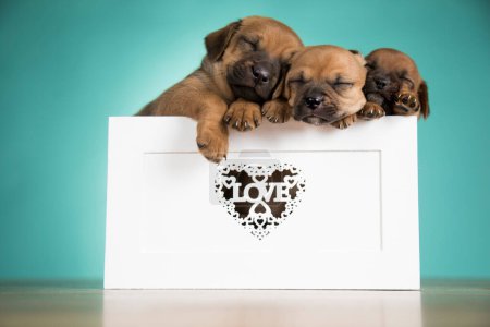 Foto de Amor perros pequeños en son cubierta de madera - Imagen libre de derechos