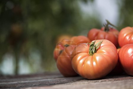 Foto de Verduras, Tomates, en el escritorio en el jardín - Imagen libre de derechos