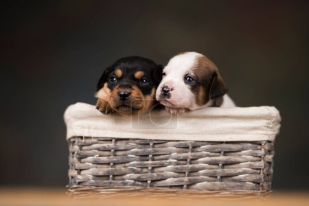 Foto de Pequeños cachorros en una canasta de mimbre - Imagen libre de derechos