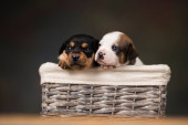 Small puppies in a wicker basket Poster #645178116