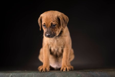 Foto de Little Puppy perro en un fondo negro - Imagen libre de derechos