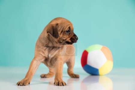 Foto de Mascotas, lindo perro cachorro, concepto de animales - Imagen libre de derechos
