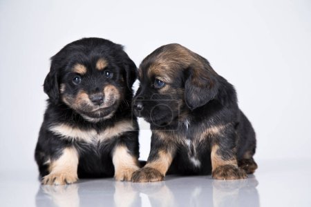 Foto de Lindos cachorros perros, animales de compañía concepto - Imagen libre de derechos