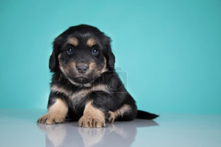 Foto de Un retrato de un perro lindo, concepto de animales - Imagen libre de derechos