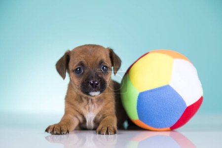Photo for A happy puppy is playing with a ball - Royalty Free Image