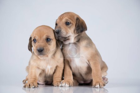 Photo for Two dogs, Pet, animals concept - Royalty Free Image