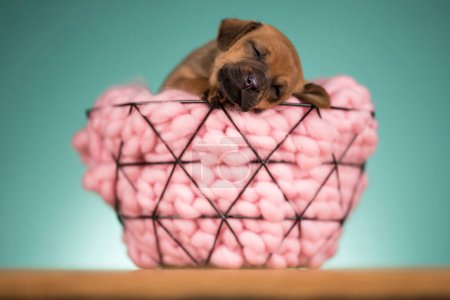 Foto de Hermoso perro cachorro feliz una cesta de metal - Imagen libre de derechos