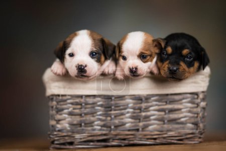 Foto de Pequeños cachorros en una canasta de mimbre - Imagen libre de derechos