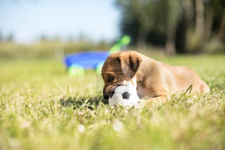 Foto de Un perro pequeño en el fondo de la hierba - Imagen libre de derechos