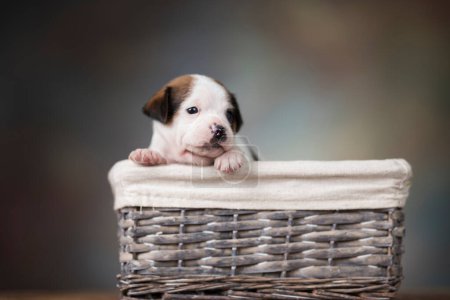 Foto de Perro pequeño en una canasta de mimbre - Imagen libre de derechos