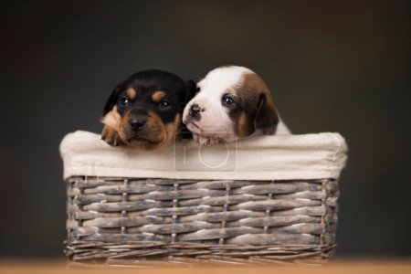 Little dogs in a wicker basket Poster 645180626