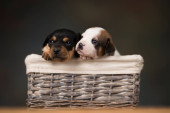 Little dogs in a wicker basket Poster #645180626