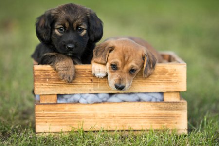 Téléchargez les photos : Mignons petits deux chiens dans une caisse en bois sur l'herbe - en image libre de droit