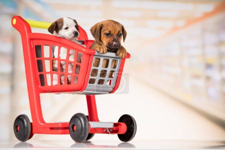 Foto de Pequeños perritos en un carrito de compras - Imagen libre de derechos
