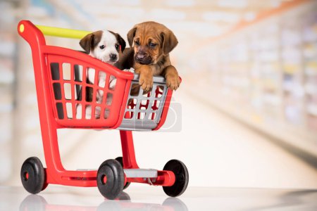 Foto de Lindos perritos en un carrito de compras - Imagen libre de derechos