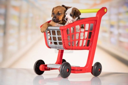 Téléchargez les photos : Petits chiens dans un panier - en image libre de droit