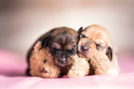 Photo for Little puppy sleeps with a teddy bear - Royalty Free Image