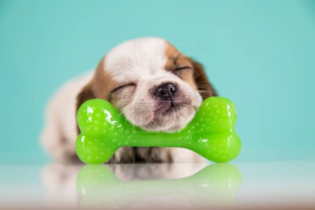Photo for Dog sleeps with a rubber bone - Royalty Free Image