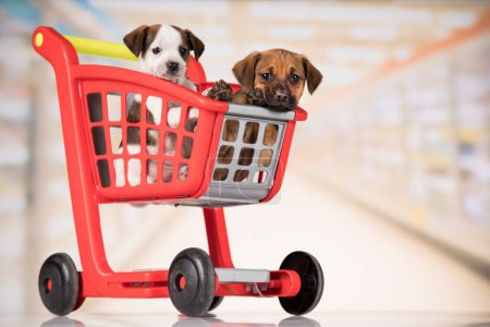 Foto de Pequeños perritos en un carrito de compras - Imagen libre de derechos