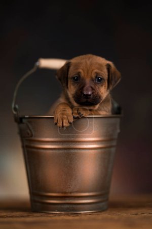 Foto de Un perro pequeño en un cubo de metal - Imagen libre de derechos