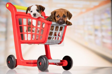 Foto de Lindos perritos en un carrito de compras - Imagen libre de derechos