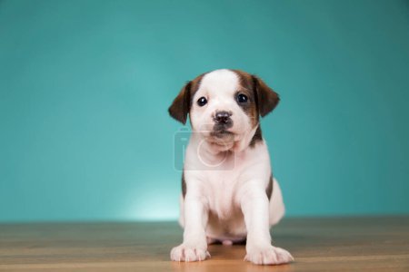 Téléchargez les photos : Chiot mignon chien, concept d'animaux - en image libre de droit