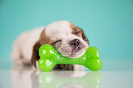 Foto de Perro duerme con un hueso de goma - Imagen libre de derechos
