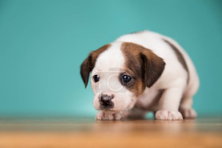 Téléchargez les photos : Petit chien chiot, concept d'animaux - en image libre de droit