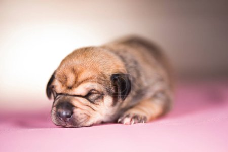 Foto de Los perros duermen, concepto de animales - Imagen libre de derechos