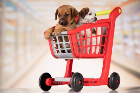 Téléchargez les photos : Petits chiens dans un panier - en image libre de droit