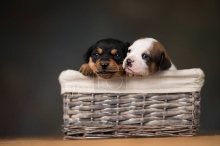 Photo for Little dogs in a wicker basket - Royalty Free Image