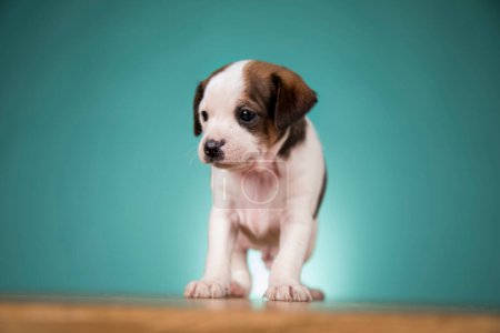 Photo for Cute puppy dog, animals concept - Royalty Free Image