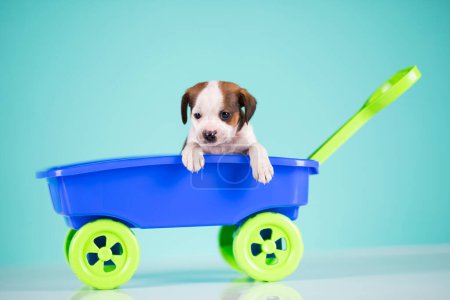 Téléchargez les photos : Petit chien mignon dans une voiture jouet - en image libre de droit