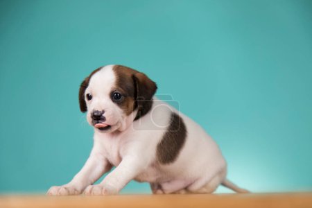 Foto de Lindo perro cachorro, concepto de animales - Imagen libre de derechos