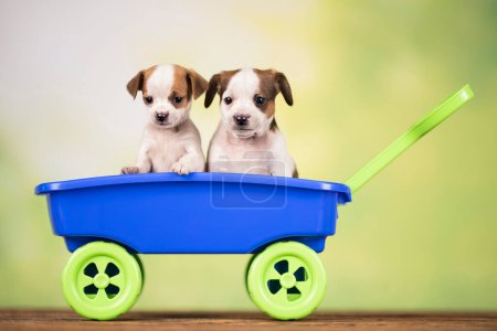 Photo for Beautiful little puppies in a toy wagon - Royalty Free Image
