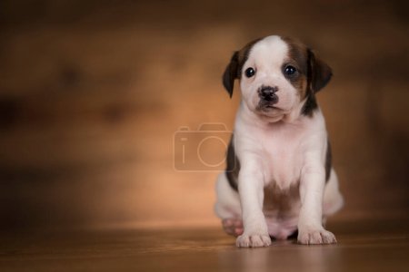 Photo for Dog on a wooden background - Royalty Free Image