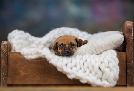 Téléchargez les photos : Sommeil pour chien sur un petit lit en bois - en image libre de droit