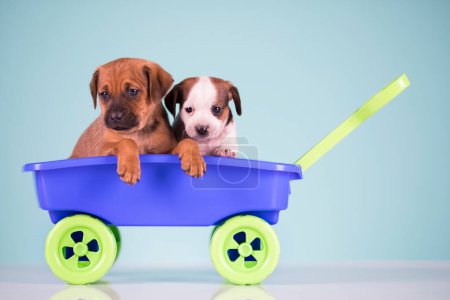Foto de Hermosos cachorros en un carro de juguete - Imagen libre de derechos
