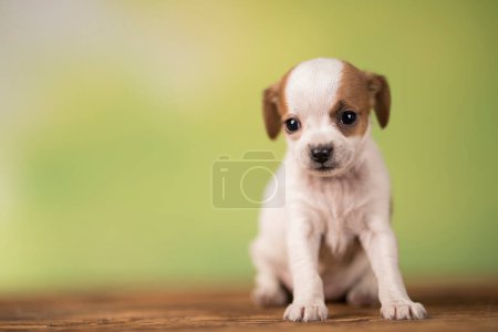 Téléchargez les photos : Pet, Petit chien chiot, concept animaux - en image libre de droit