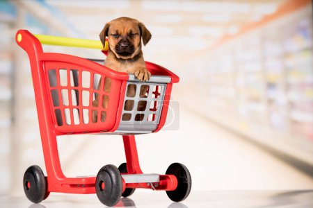 Téléchargez les photos : Dog in a shopping cart - en image libre de droit