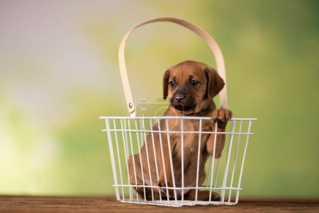 Foto de Mascotas, perrito pequeño, concepto de animales - Imagen libre de derechos