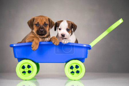 Photo for Cute doggies in a toy wagon - Royalty Free Image
